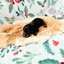 Georgia - Black and tan female Dachshund puppy in Salters, South Carolina from Long-Pine Dachshund