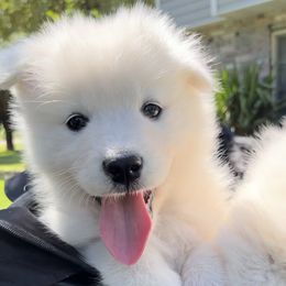 Samoyed Puppies from Sugar Sweet Samoyeds