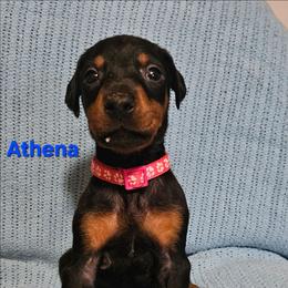 Athena - Black and rust female Doberman Pinscher puppy in Mount Orab, Ohio from Heyne Kennels