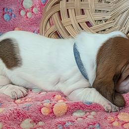 Fred(Boy blue) - Mahogany and white male Basset Hound puppy in Clio, Michigan from Nancy's Basset Hounds