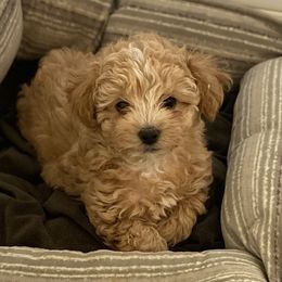 Havanese and Havapoo Puppies from Ladypawspuppies