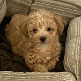 Havanese and Havapoo Puppies from Ladypawspuppies