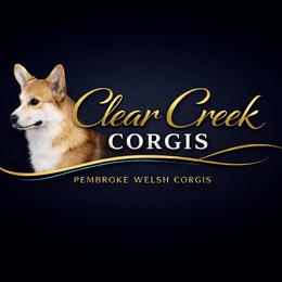 Mint Collar Female - Red female Pembroke Welsh Corgi puppy in Victoria, Texas from Clear Creek Corgis