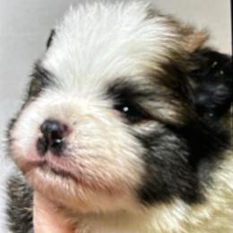 Athena - Black parti female Pomeranian puppy in Palatka, Florida from Sugarland Pomeranians