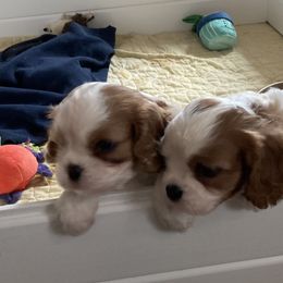 Cavalier King Charles Spaniel Puppies from Mapleview Cavalier King Charles Spaniels