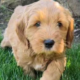 Pink Male - Apricot male Goldendoodle puppy in Great Falls, Montana from Montana Goldendoodles