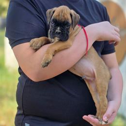 Argo - Fawn male Boxer puppy in Billings, Missouri from Azaleas Euro Boxers & Boston Terriers