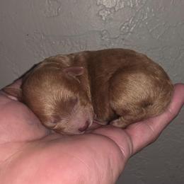 Boy 1 - Brown male Poodle puppy in Lawton, Oklahoma from My Precious Toy Poodles