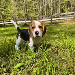 Baby Boy - Black tan and white male Beagle puppy in Monticello, Georgia from Beaglelove