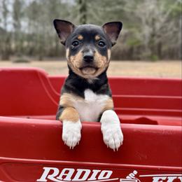 Ellie - Black white and tan female Rat Terrier puppy in Brandon, Mississippi from Henry Farms Rat Terriers