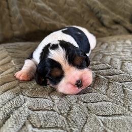 Girl 3 - female Cavalier King Charles Spaniel puppy in Chico, California from Valley Cavaliers