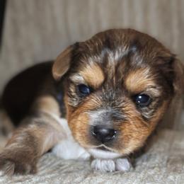 Odin - Black and tan male Yorkshire Terrier puppy in Vancouver, Washington from Yorkastle Kennels