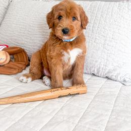 Ham Porter - Apricot male Goldendoodle puppy in Marietta, Georgia from Reece + Co Doodles & Poodles