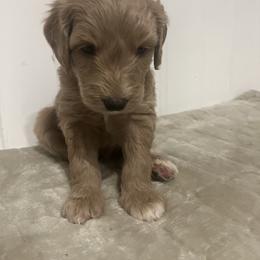 Labradoodle Puppies from RemiandRaethelabradoodles