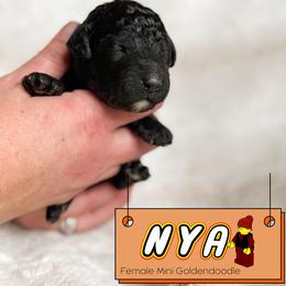 Spot 6 - Black female Goldendoodle puppy in Redmond, Oregon from Bourbon and Lace Doodles