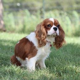 Cavalier King Charles Spaniel puppies from Horseshoe Drive Kennel
