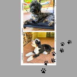Assorted Doodle Crosses puppies from Ten Acre Wood Doodles