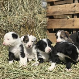 Border Collie Puppies from Simcoe Foothills Farm