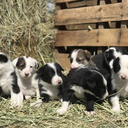 Border Collie Puppies from Simcoe Foothills Farm