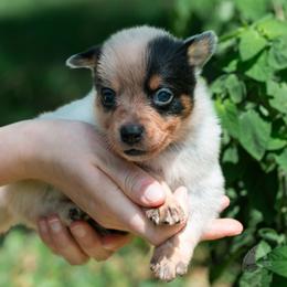 - Girl 3 - Blue female Australian Cattle Dog puppy in Kaufman, Texas from Emberwick Ranch