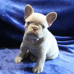 French Bulldog Puppies from R & S Frenchies