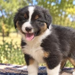 Acadia - Black Tri Female - Black tri-color female Australian Shepherd puppy in Hugo, Colorado from Frying Pan Ranch Australian Shepherds