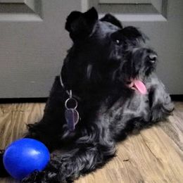 Luna - Miniature Schnauzer