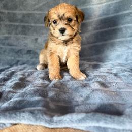 Boomer - Sable male Schnoodle puppy in Atoka, Oklahoma from Boggy Depot Cavaliers & Friends