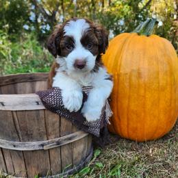 Aussiedoodle and Bernedoodle Puppies from Jupiter Doodles