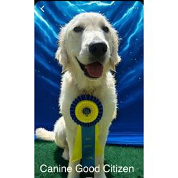 Golden Retriever Puppies from KCs Golden Dream