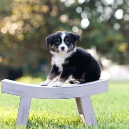 Bean - Black tri male Miniature Australian Shepherd puppy in White Oak, Texas from Triple Lake Ranch Miniature Australian Shepherds