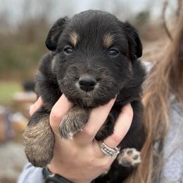 Maggie - Black tri-color female Australian Shepherd puppy in Nicholasville, Kentucky from Sugar Creek Aussies