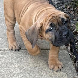 Boerboel Puppies from Relentless Boerboels