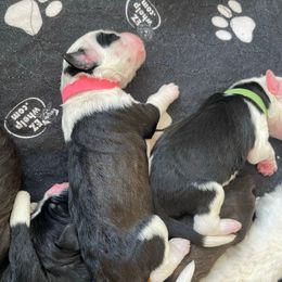 Janis - Black and white female Sheepadoodle puppy in Rocky Point, North Carolina from CelticDoods