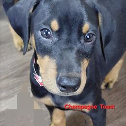 Champagne Toast - Black and rust female Doberman Pinscher puppy in Valley View, Texas from Daystar Dobermans