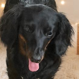 Dachshunds and French Bulldogs from Dixie Chic Frenchies & Dachshunds