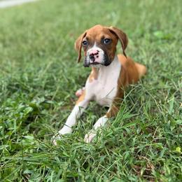 Boy 3 - Fawn male Boxer puppy in Prestonsburg, Kentucky from Diamond Standard Boxers