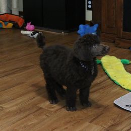 Poodle Puppies from RK'S Pets