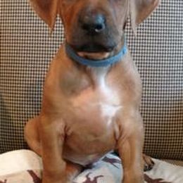 Rhodesian Ridgeback Puppies from Whirlaway Rhodesian Ridgebacks