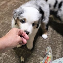Australian Shepherd Puppies from Eagles Landing Miniature Americans