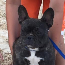 Eclair - French Bulldog