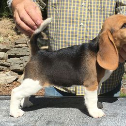 Beagle Puppies from Everwind Beagles