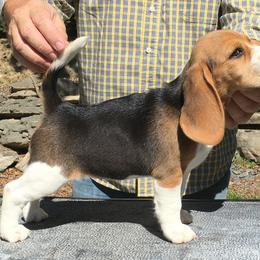 Beagle Puppies from Everwind Beagles