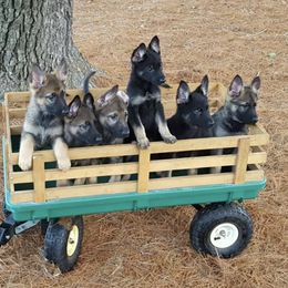 German Shepherd Puppies from Shenandoah German Shepherds