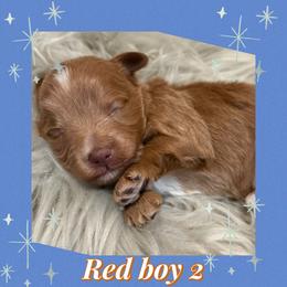 Red boy 2 - Wheaten male Miniature Schnauzer puppy in Pflugerville, Texas from K&K Precious Tx schnauzers