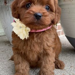 Cavapoos and Goldendoodles from Del-Frunessa’s English Goldendoodles