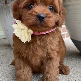 Cavapoos and Goldendoodles from Del-Frunessa’s English Goldendoodles