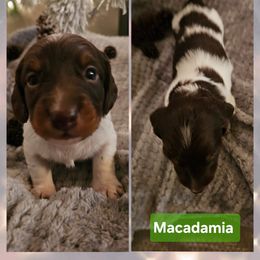 Dachshund Puppies from Emily Humpert