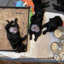 Labrador Retriever Puppies from Will O Moor