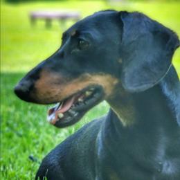 Felix- Retired Dual Champion Show and Field dog - Black and tan male Dachshund puppy in Mountain Grove, Missouri from Blueprint K9 Dachshunds- www.BlueprintK9.com